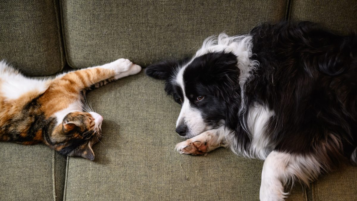Naughty Dog Owner Sony Files Opposition to ‘Naughty Cat’ Trademark Application, Says ‘Dog’ and ‘Cat’ Are ‘Highly Similar’